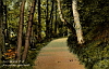Senftenberg